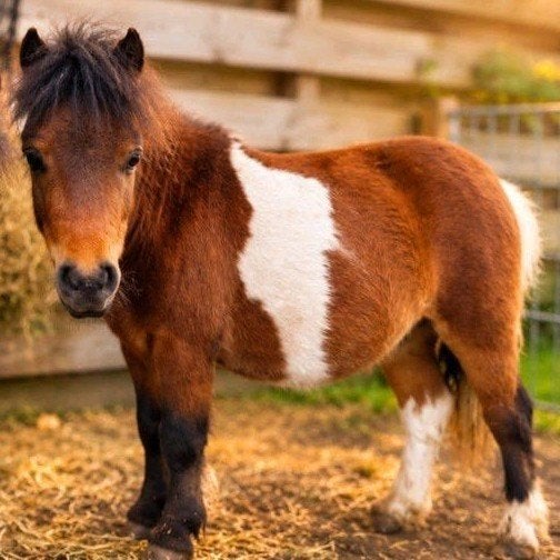 Gezocht: stukje land voor mini-pony’s / Shetlanders, Dieren en Toebehoren, Stalling en Weidegang, Weidegang, 2 of 3 paarden of pony's