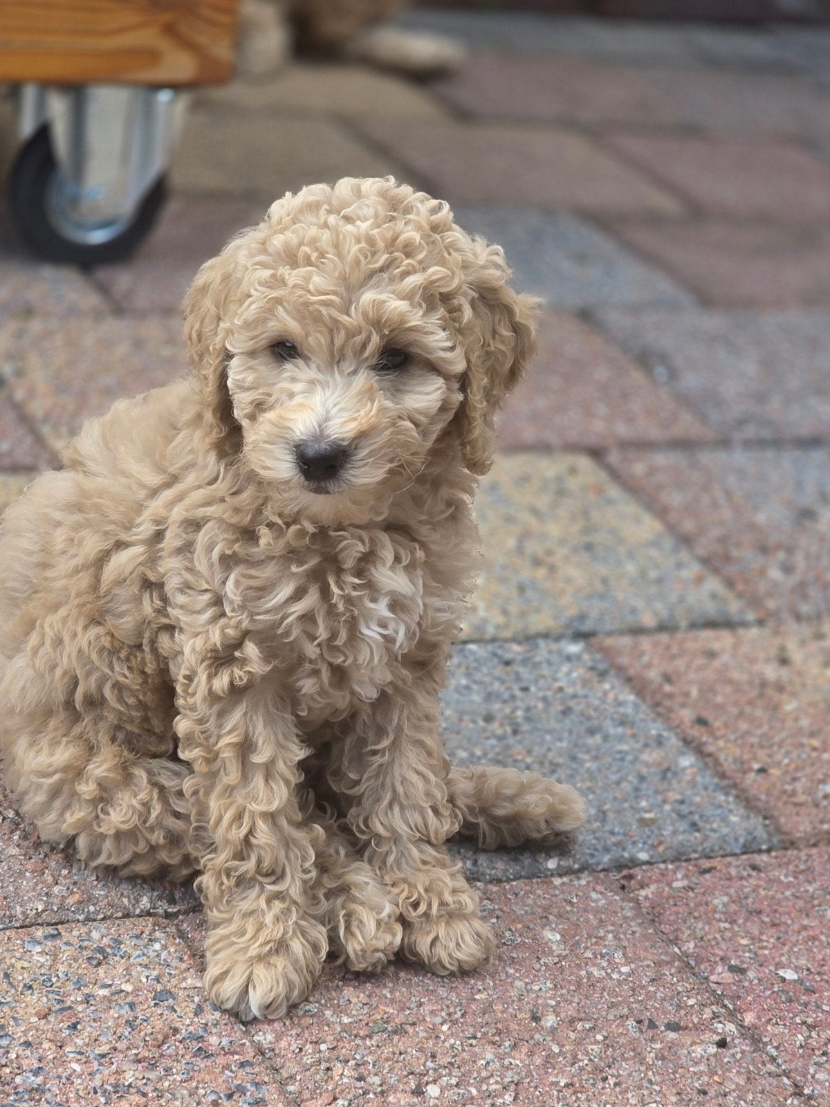 Australian Labradoodle pups nog 1 pup beschikbaar, Dieren en Toebehoren, Overige rassen, 8 tot 15 weken, Meerdere, Meerdere dieren