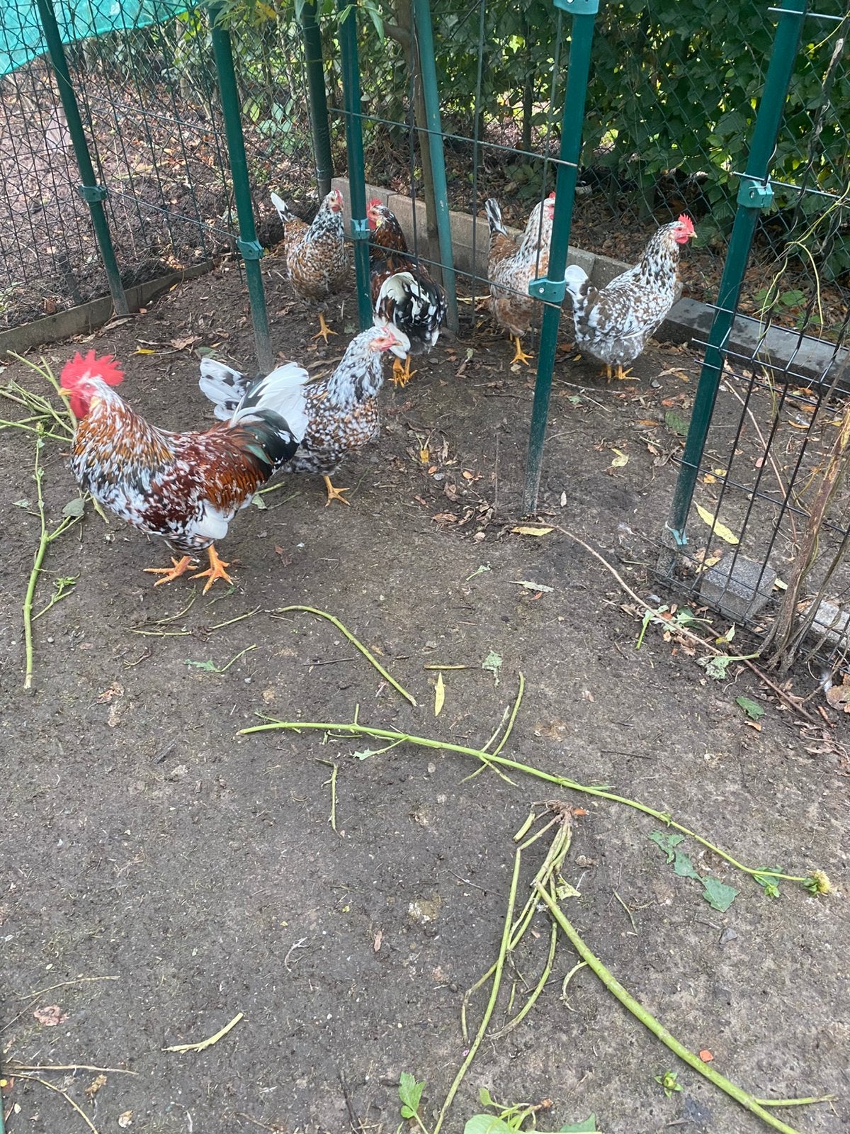 Te koop broedeieren zweedse bloemenkip  met kam, Dieren en Toebehoren, Geslacht onbekend, Kip