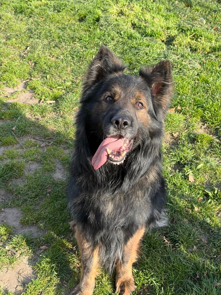 Langstokhaar Duitse Herder met stamboom, Dieren en Toebehoren, 6 jaar of ouder, Parvo, België, Particulier