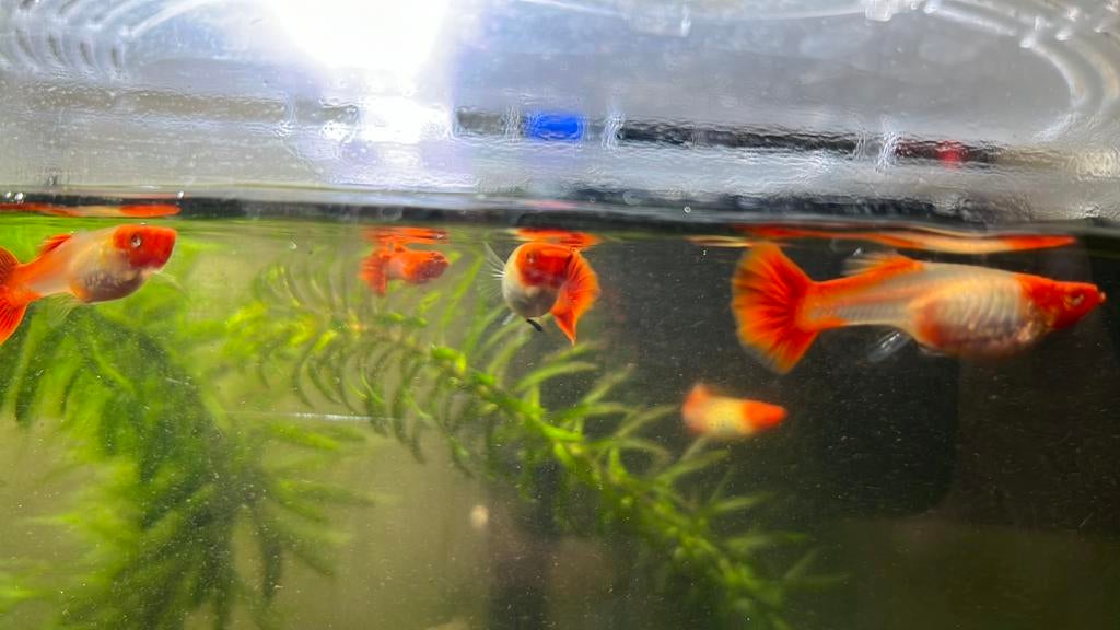 Albino koi kohaku guppen, Dieren en Toebehoren, Vis