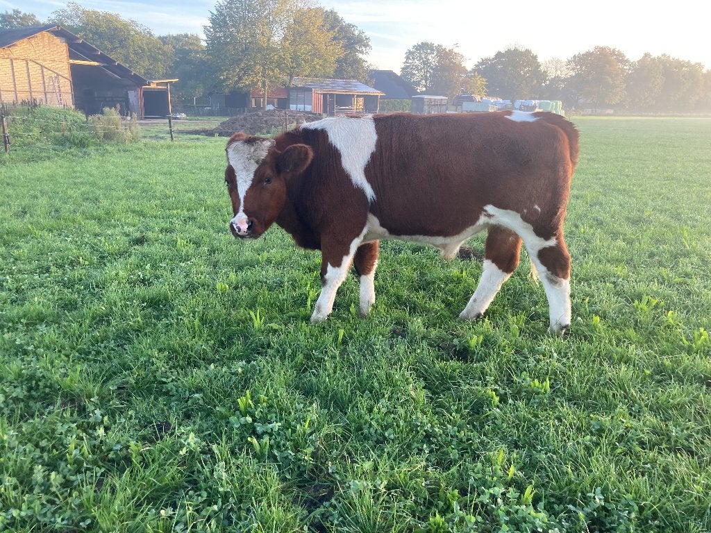 Brandrode Rund ossen, Dieren en Toebehoren, Mannelijk, 0 tot 2 jaar