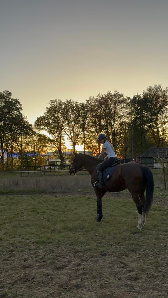 verzorgpony gezocht, Dieren en Toebehoren, Paarden en Pony's | Verzorgingsproducten, Ophalen of Verzenden, Zo goed als nieuw