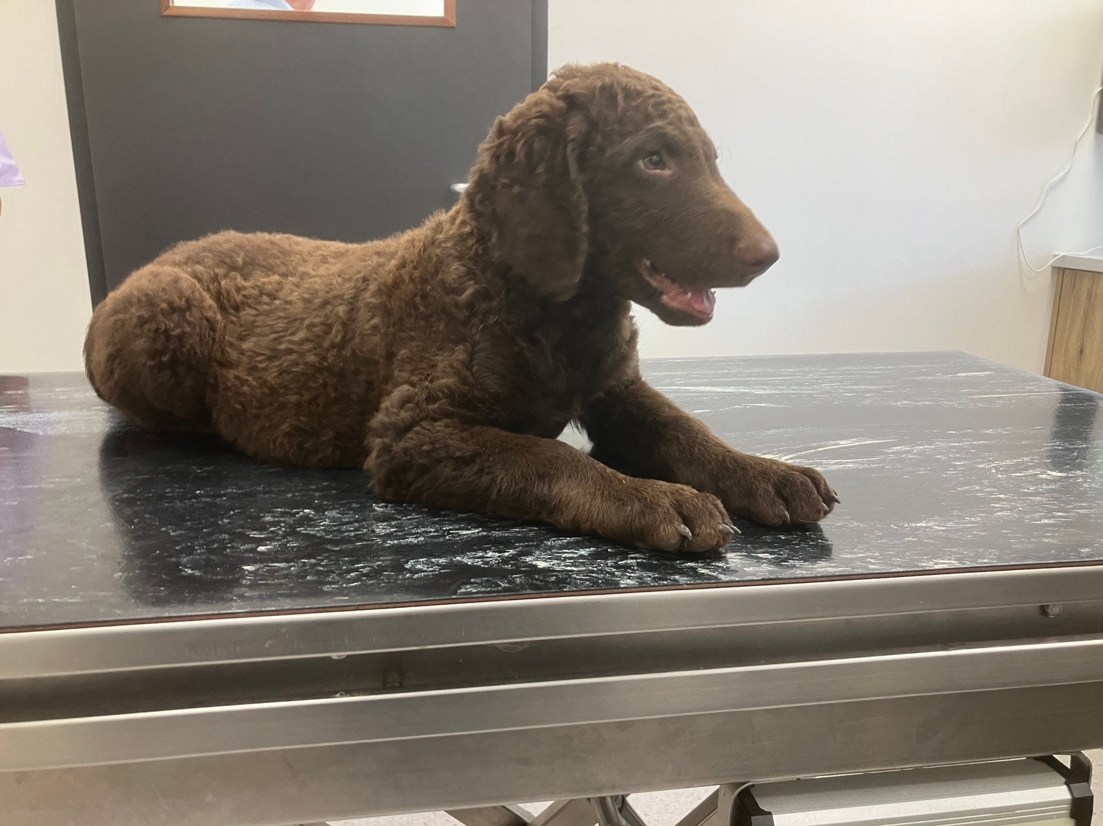 Prachtige kruising retriever pups, Overige rassen, 8 tot 15 weken, Parvo, Meerdere