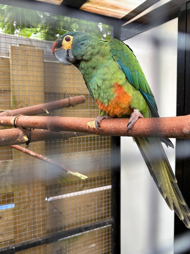 Ara maracana, Dieren en Toebehoren, Mannelijk, Papegaai, Geringd