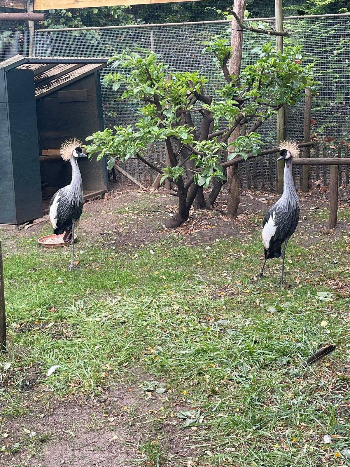1-1 Kroonkraanvogel 2024 en jufferkraanvogel 2026, Dieren en Toebehoren, Pluimvee, Meerdere dieren, Overige soorten