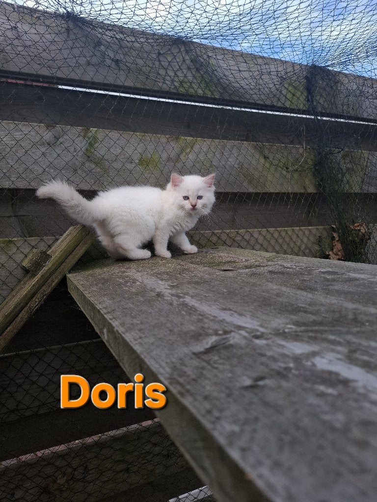 Ragdoll kittens met stamboom, Meerdere dieren, Met stamboom, 0 tot 2 jaar
