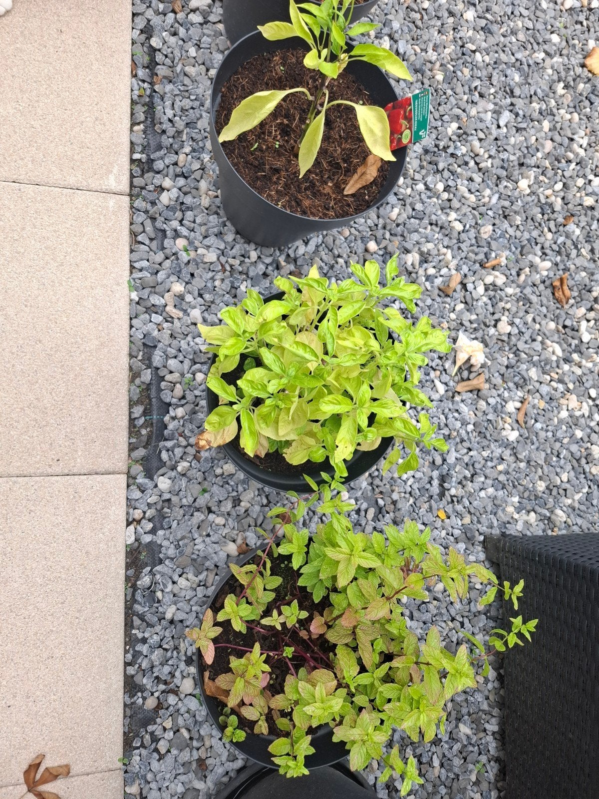 basilicum plant paprikaplant en muntplant, Ophalen