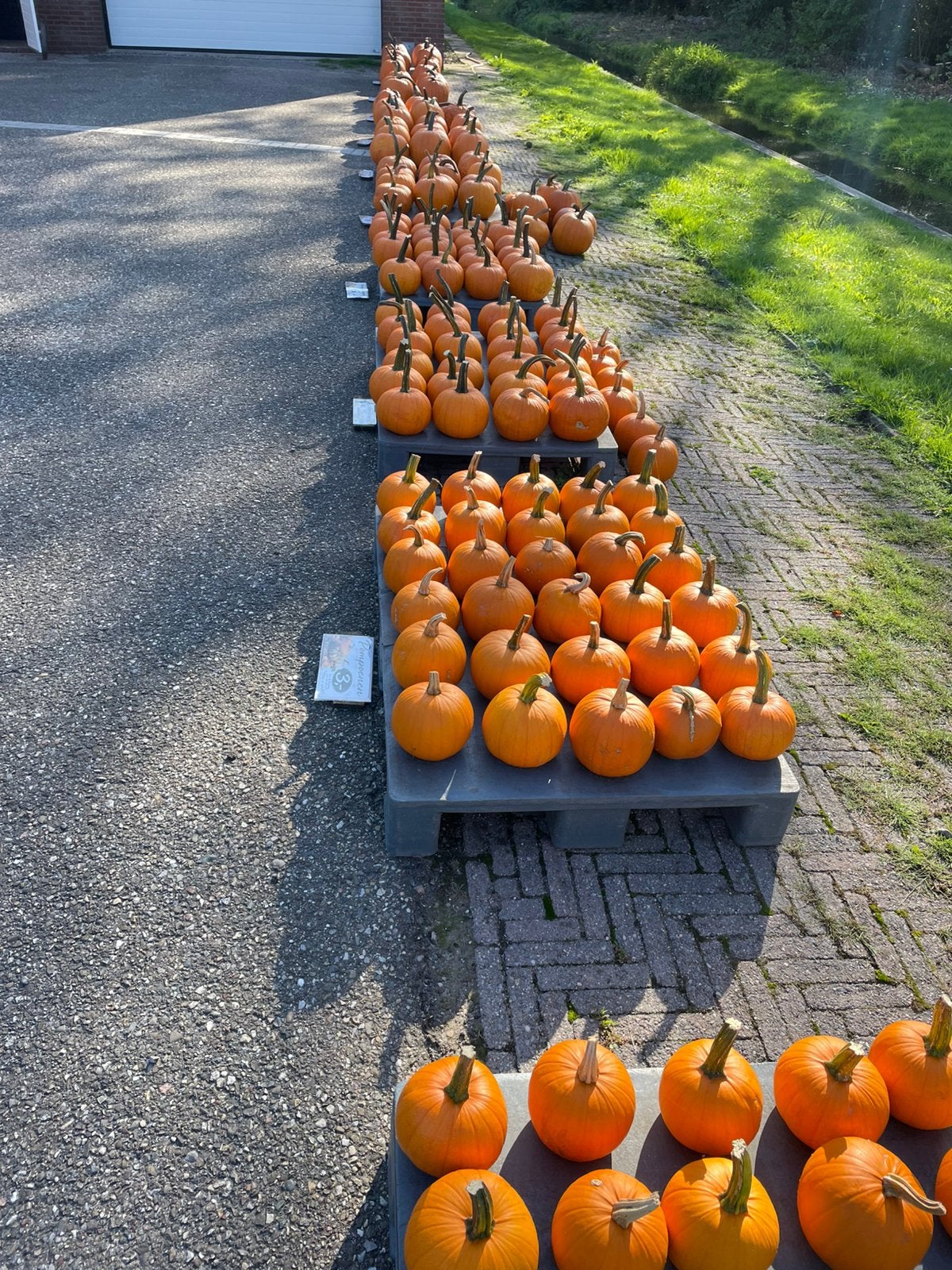 Diverse pompoenen, verschillende prijzen, Minder dan 100 cm, Overige soorten, Ophalen of Verzenden, Herfst