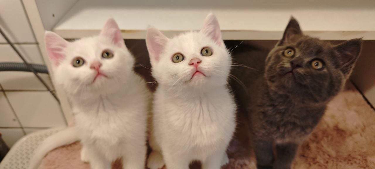 Britse Korthaar kittens nog witte beskibaar, Dieren en Toebehoren, Meerdere dieren, Ontwormd, 0 tot 2 jaar