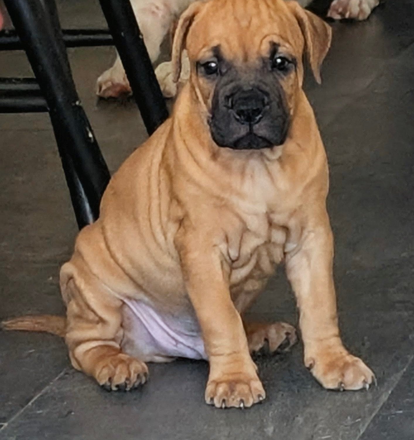 Prachtige old English Bulldog kruising, Parvo, 8 tot 15 weken, Bulldog, Meerdere
