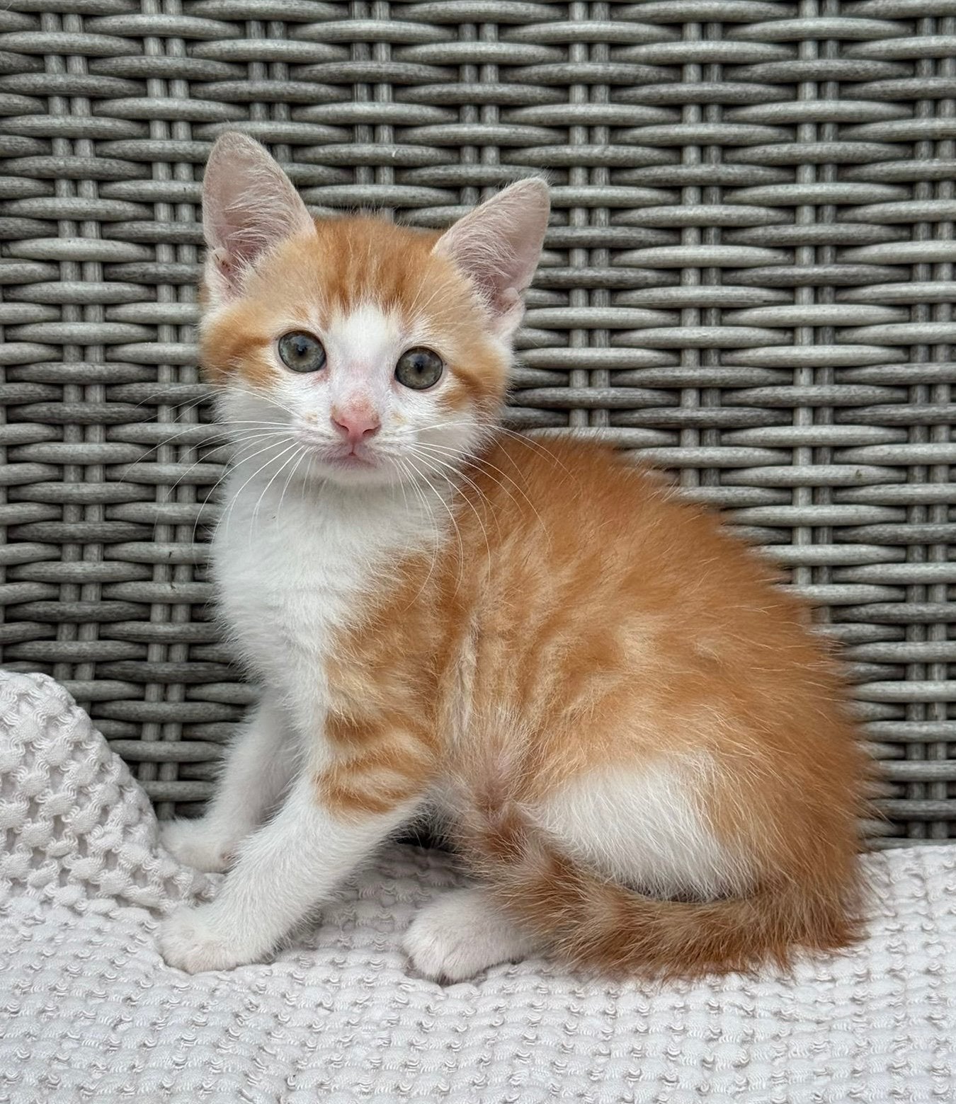 Schattige kittens, Meerdere dieren, Kortharig, 0 tot 2 jaar