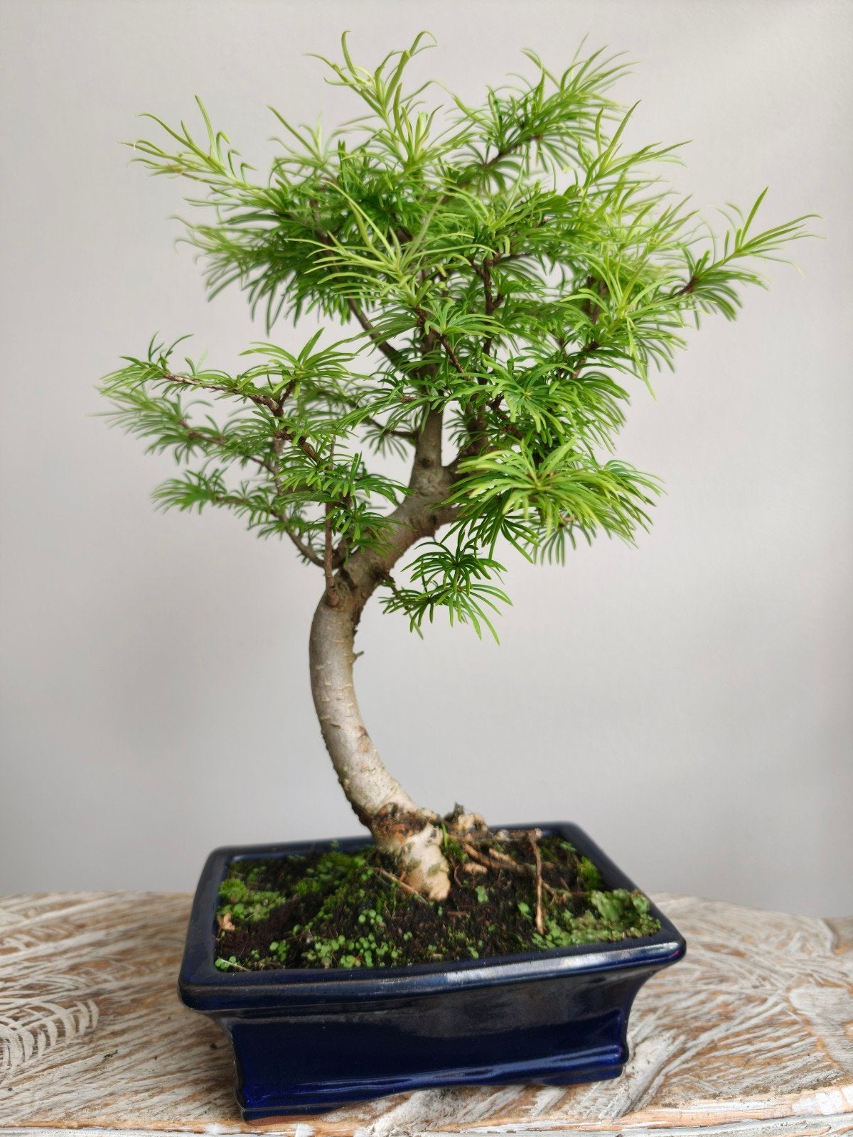 Pseudolarix bonsai, Bloeit niet, Halfschaduw, Minder dan 100 cm, Overige soorten