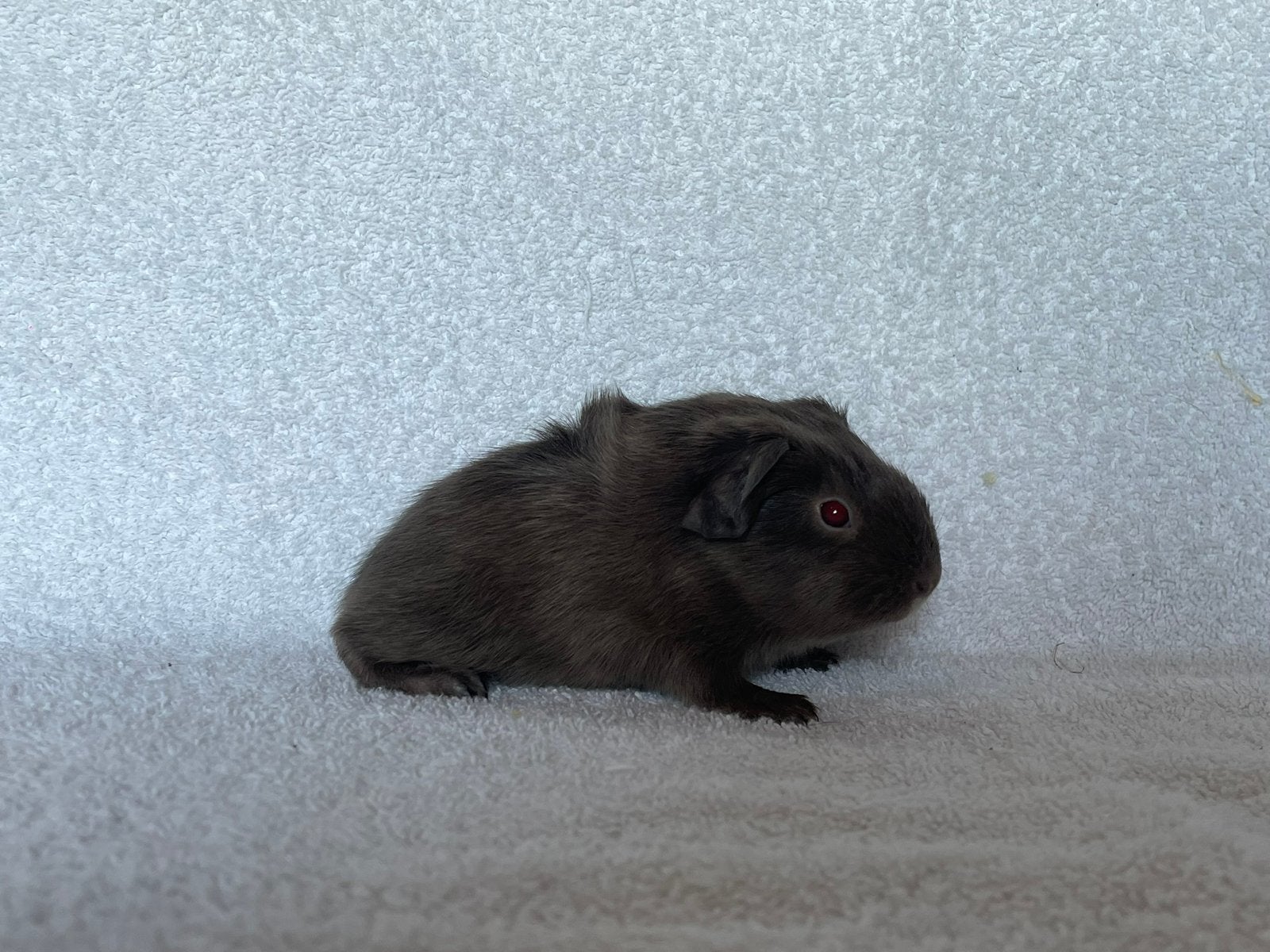 Lilac ridgeback cavia beertje, Dieren en Toebehoren, Mei, Mannelijk, Cavia
