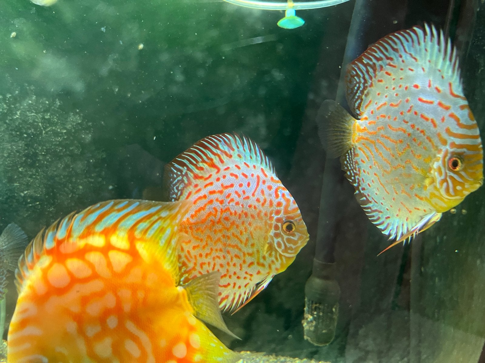 Discus fish