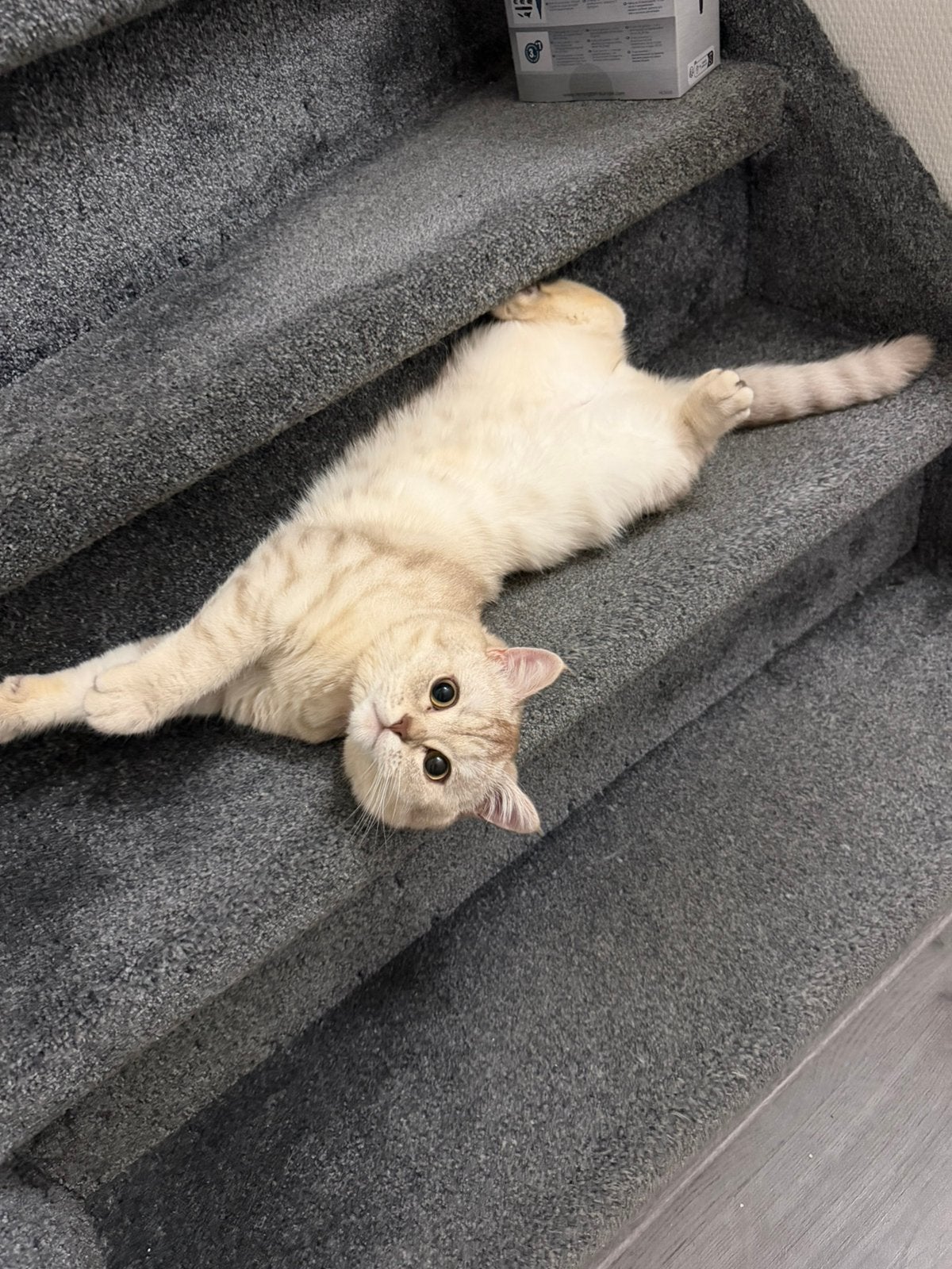 britse korthaar (Kater), Dieren en Toebehoren, Kater, Ontwormd, 0 tot 2 jaar
