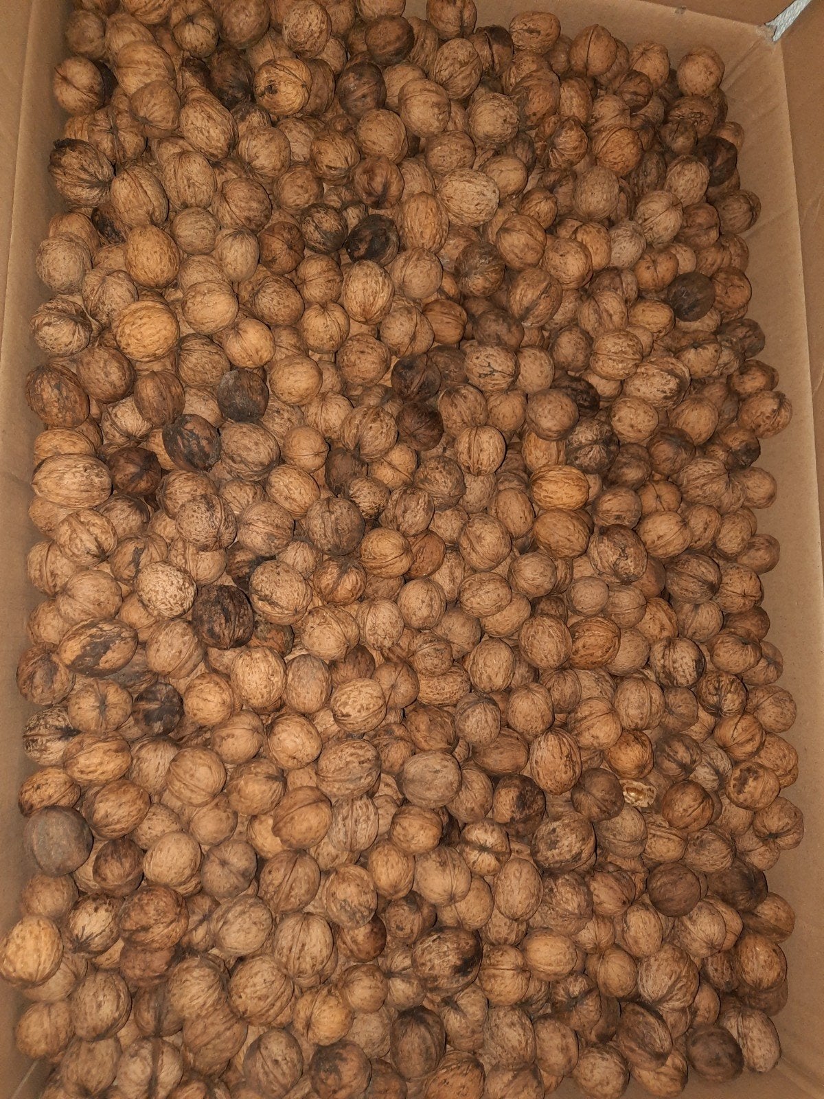 Gedroogde Walnoten Oogst 2025 27 kg, Diversen, Ophalen