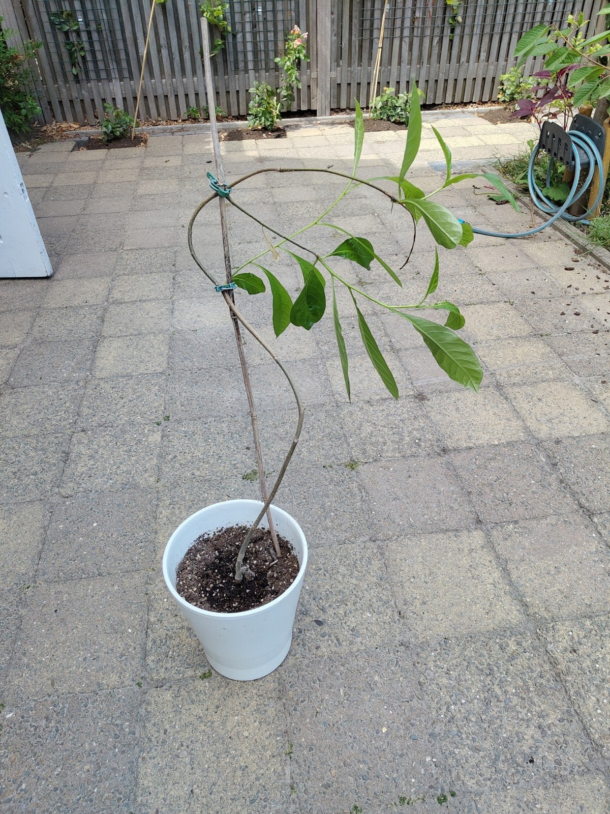 Baobab boompje, Ophalen, Halfschaduw, Minder dan 100 cm