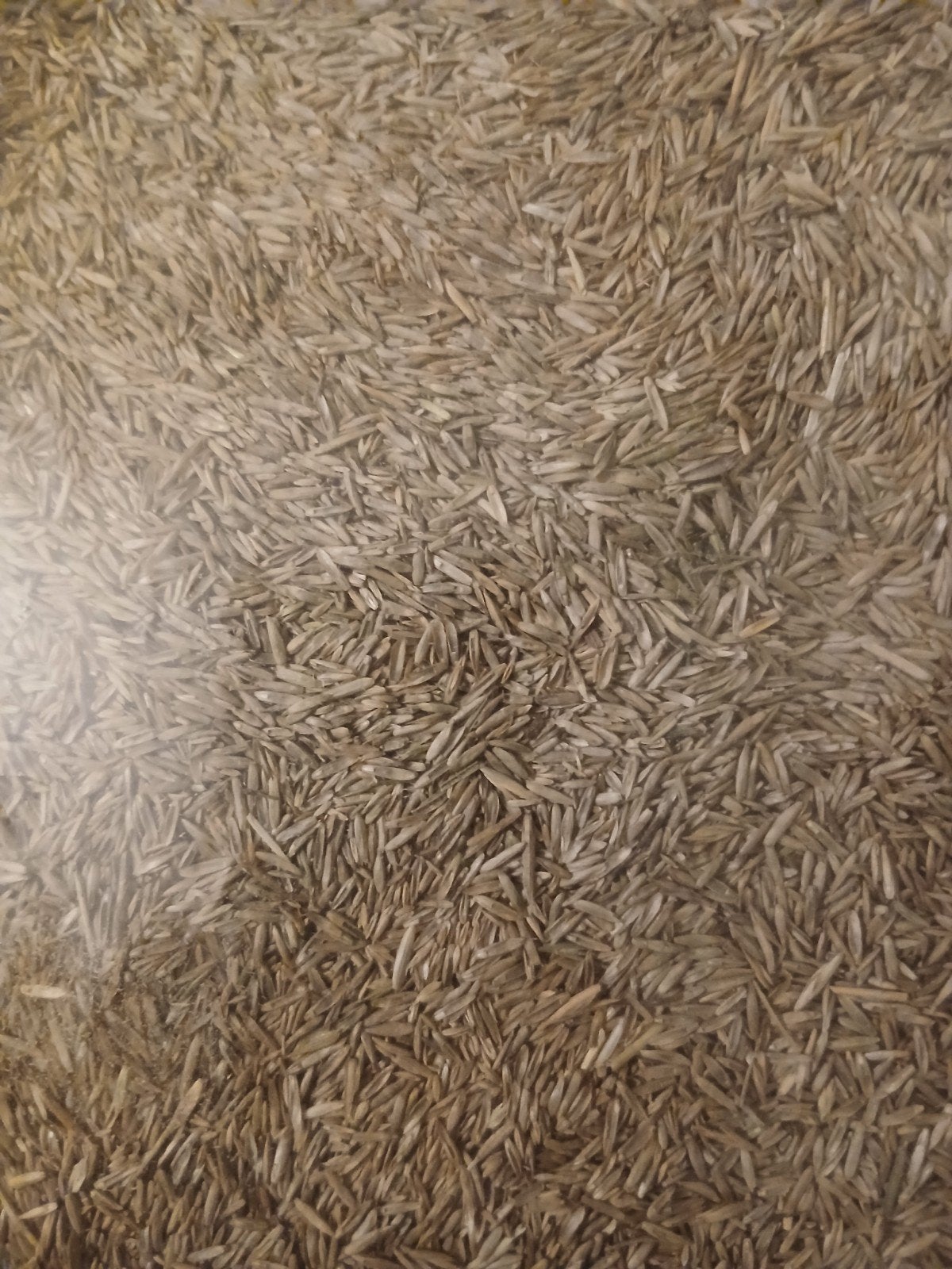 Graszaad 1 kg voor een groen gazon, Ophalen of Verzenden, Nieuw, 20 m² of meer, Gras