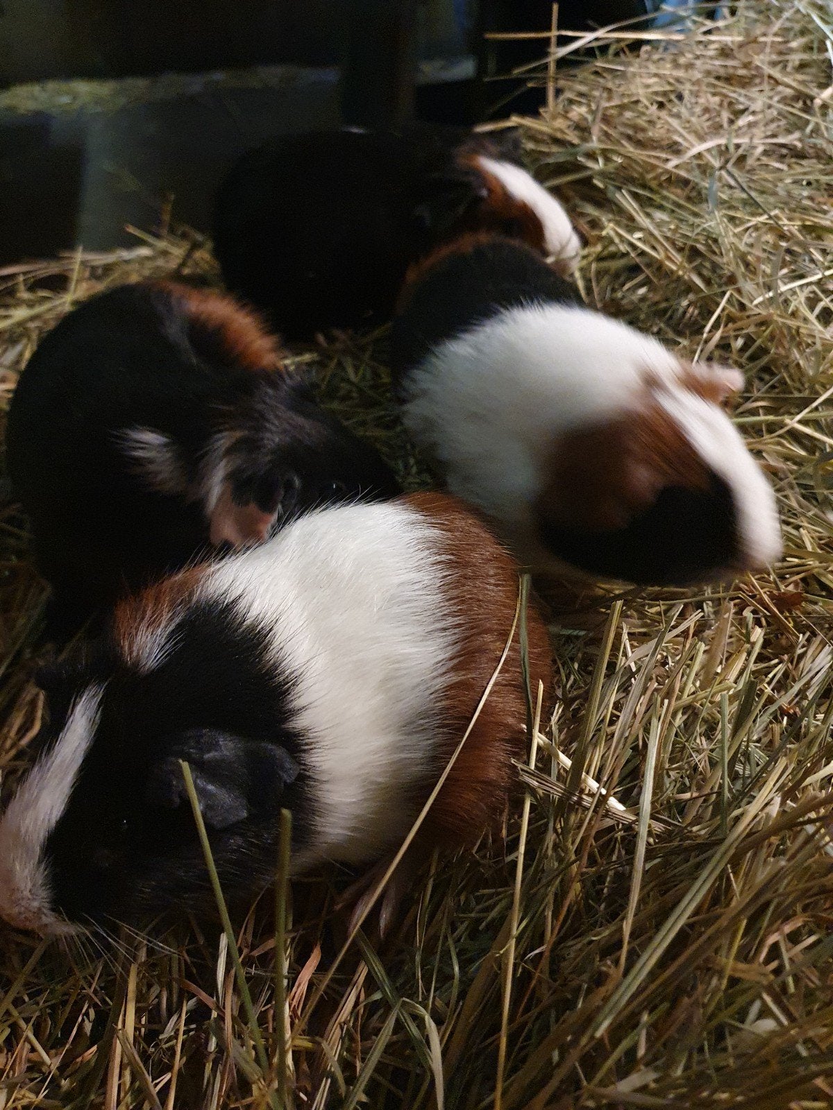 Gladhaar broertjes cavia's, Dieren en Toebehoren, Cavia, Mannelijk, Tam, September
