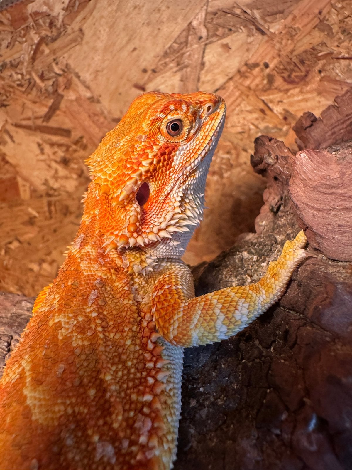 Mooie geel/oranje gekleurde baardagaam, Hagedis, 0 tot 2 jaar