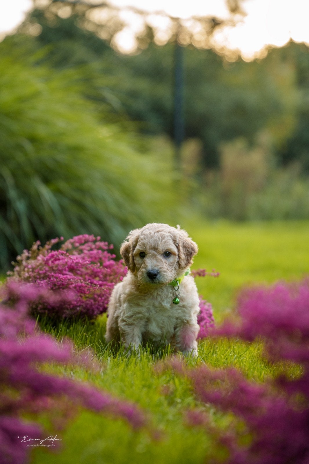 Medium Bernedoodle pups | 7 weken | Bijna verhuis klaar., Overige rassen, CDV (hondenziekte), 8 tot 15 weken, Meerdere