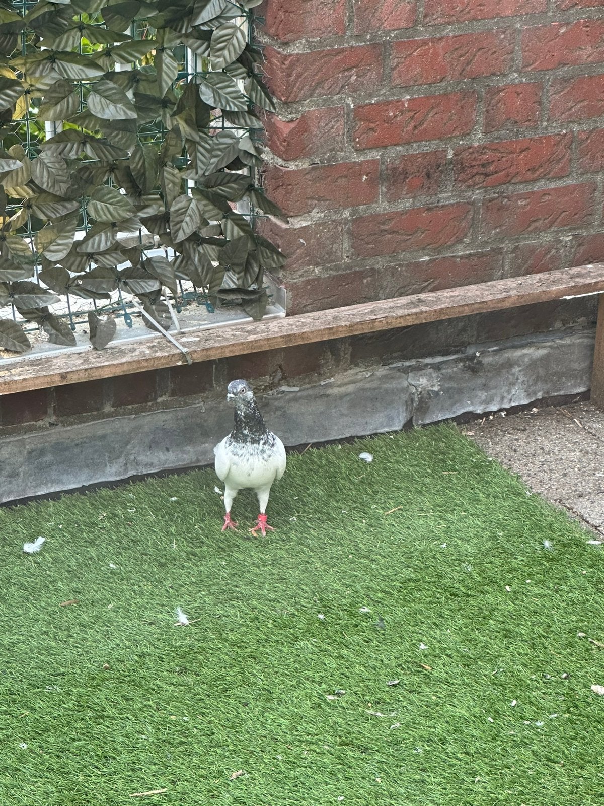 Te koop: een mannetje van hoogvlieger.., Dieren en Toebehoren, Pluimvee, Mannelijk, Gans of Zwaan