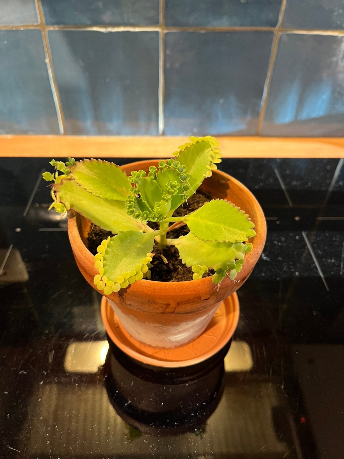 Mother of thousands, Ophalen, Halfschaduw, Minder dan 100 cm