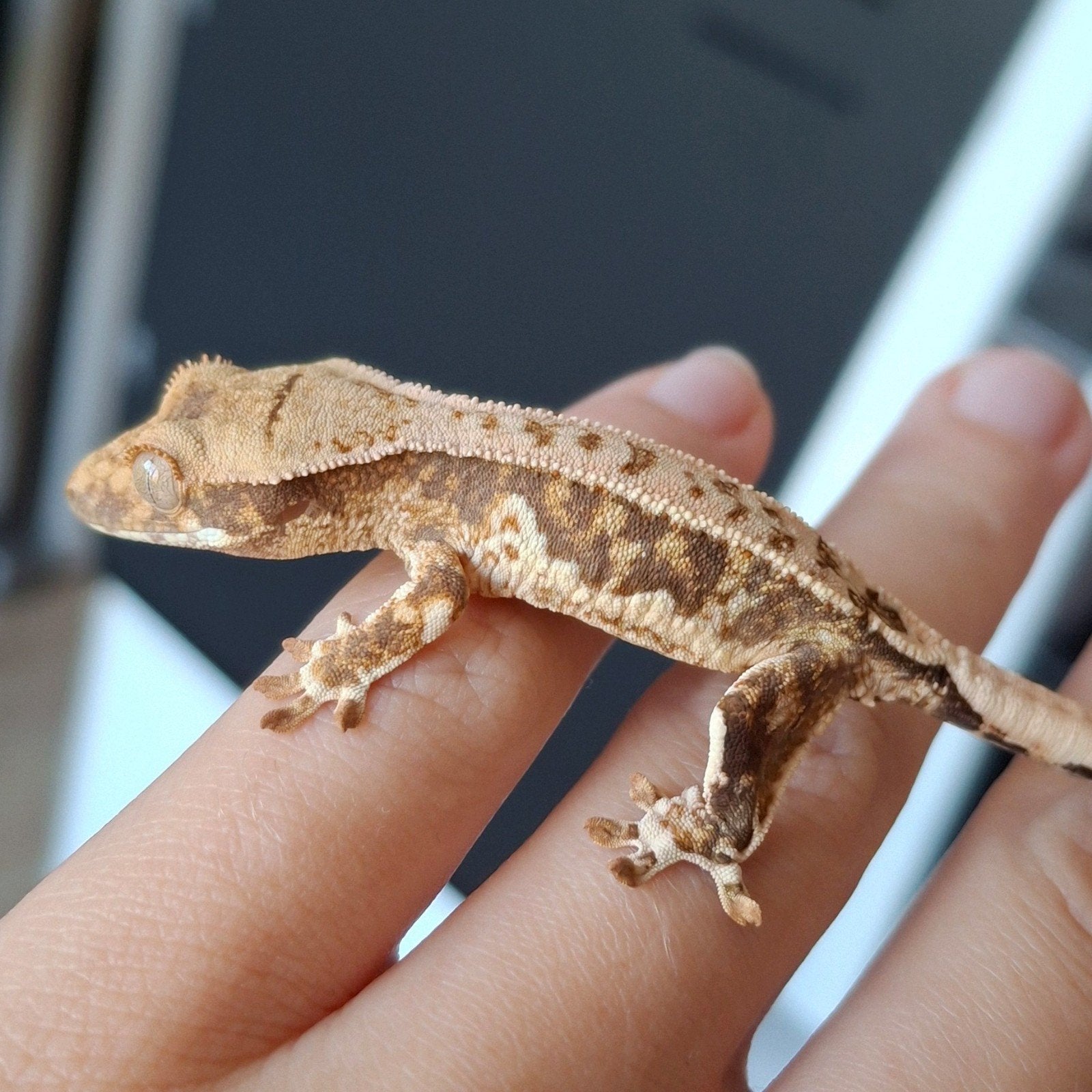 Prachtige tri-color lilly white wimpergekko/crested gecko Crested Gecko photo 2