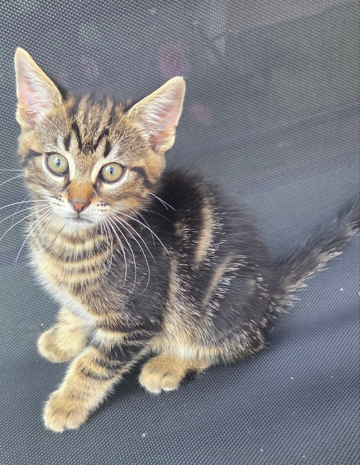 Lieve halflangharige kittens 3 katertjes & 1 poesje, Dieren en Toebehoren, Meerdere dieren