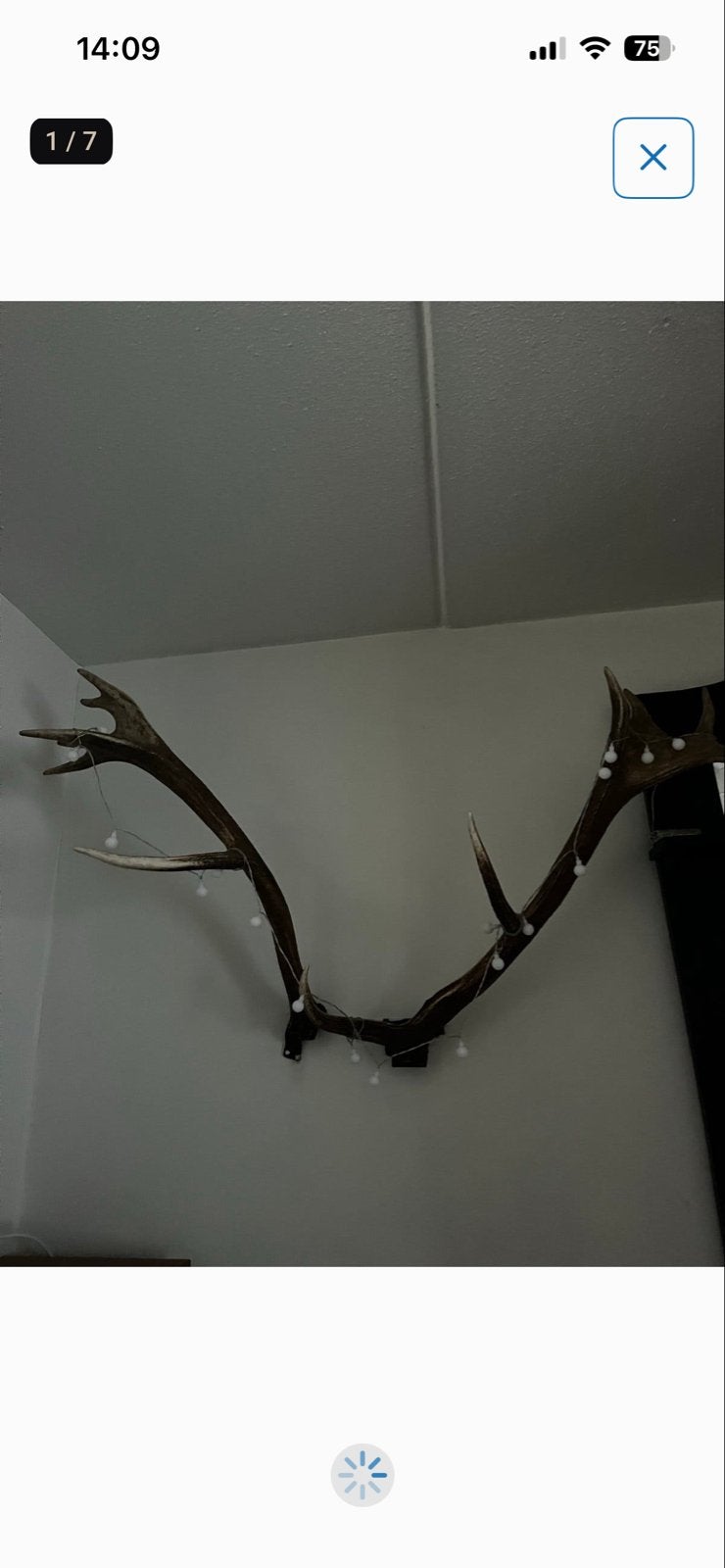 Grote hertengeweien met steunen voor aan de muur, Gebruikt, Ophalen of Verzenden, Landelijk, Natuurlijk materiaal