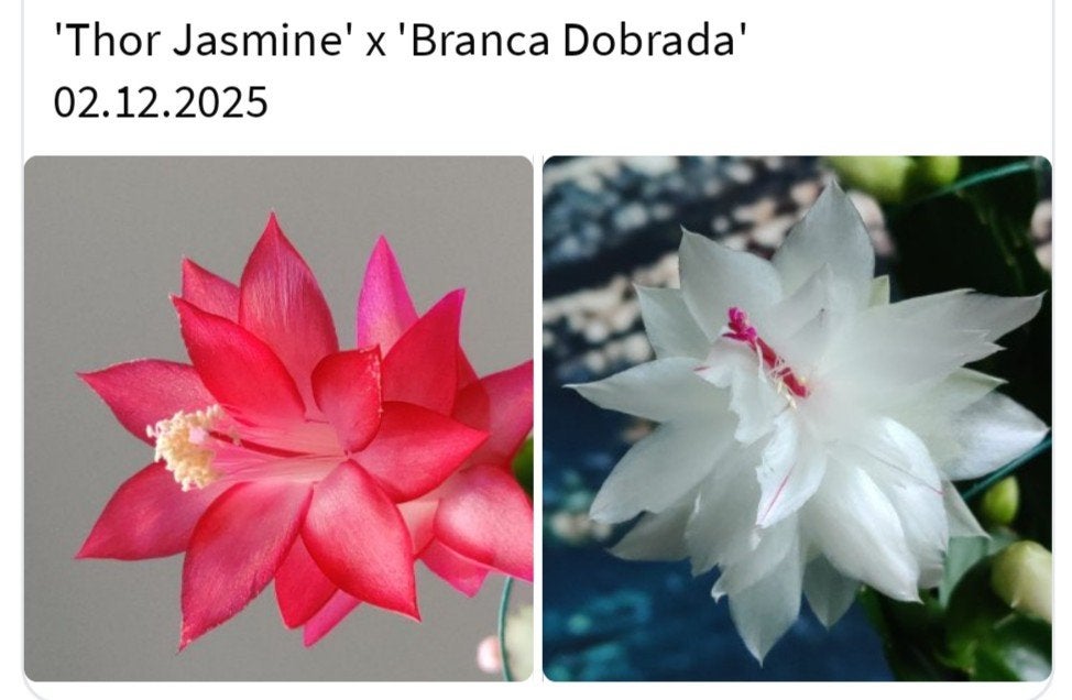 Schlumbergera nieuwe hybride zaadbesje op 1 bladsegment, Verzenden, Halfschaduw, Minder dan 100 cm