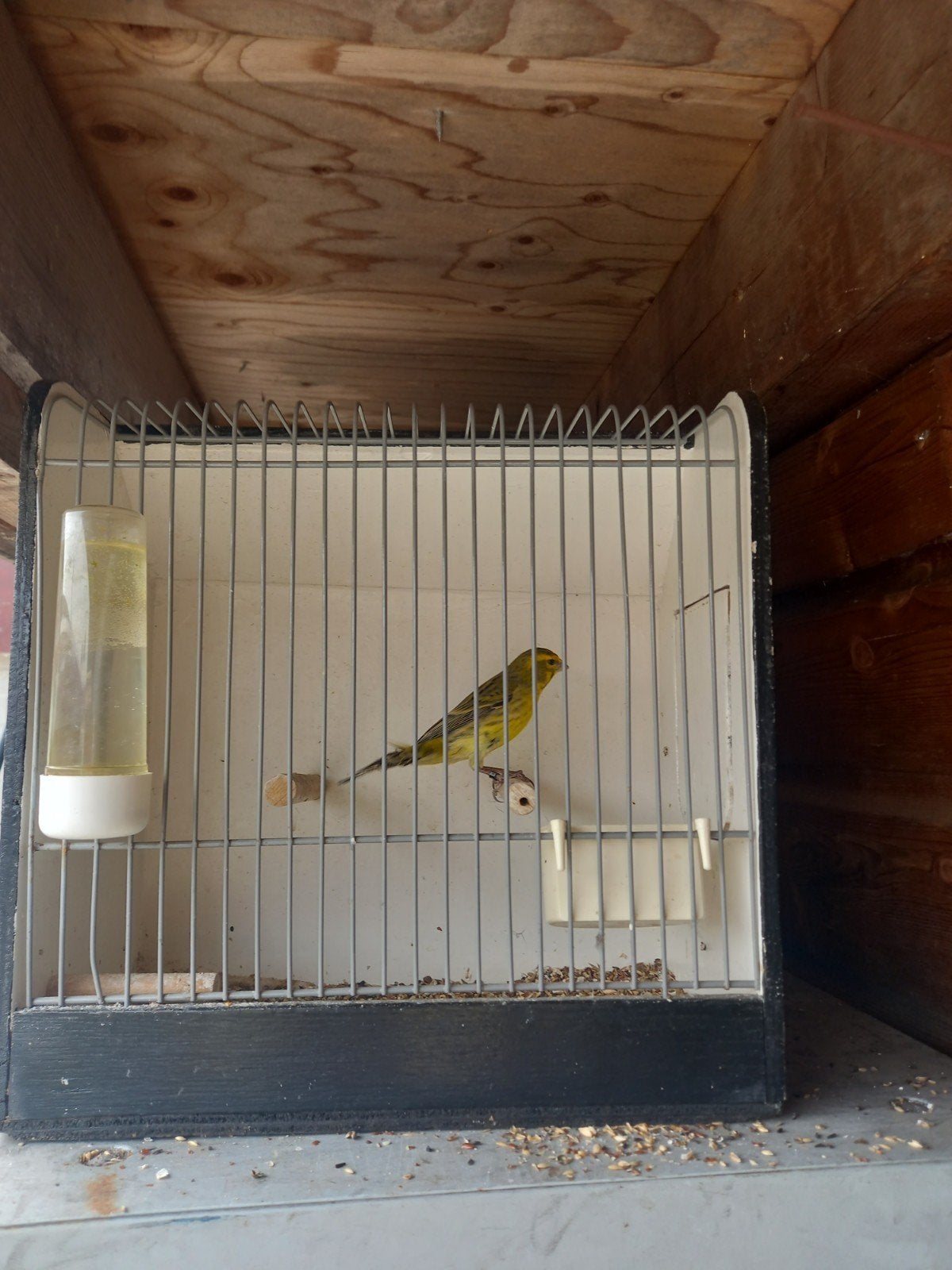 Bastaard cinni, Mannelijk, Wildzangvogel