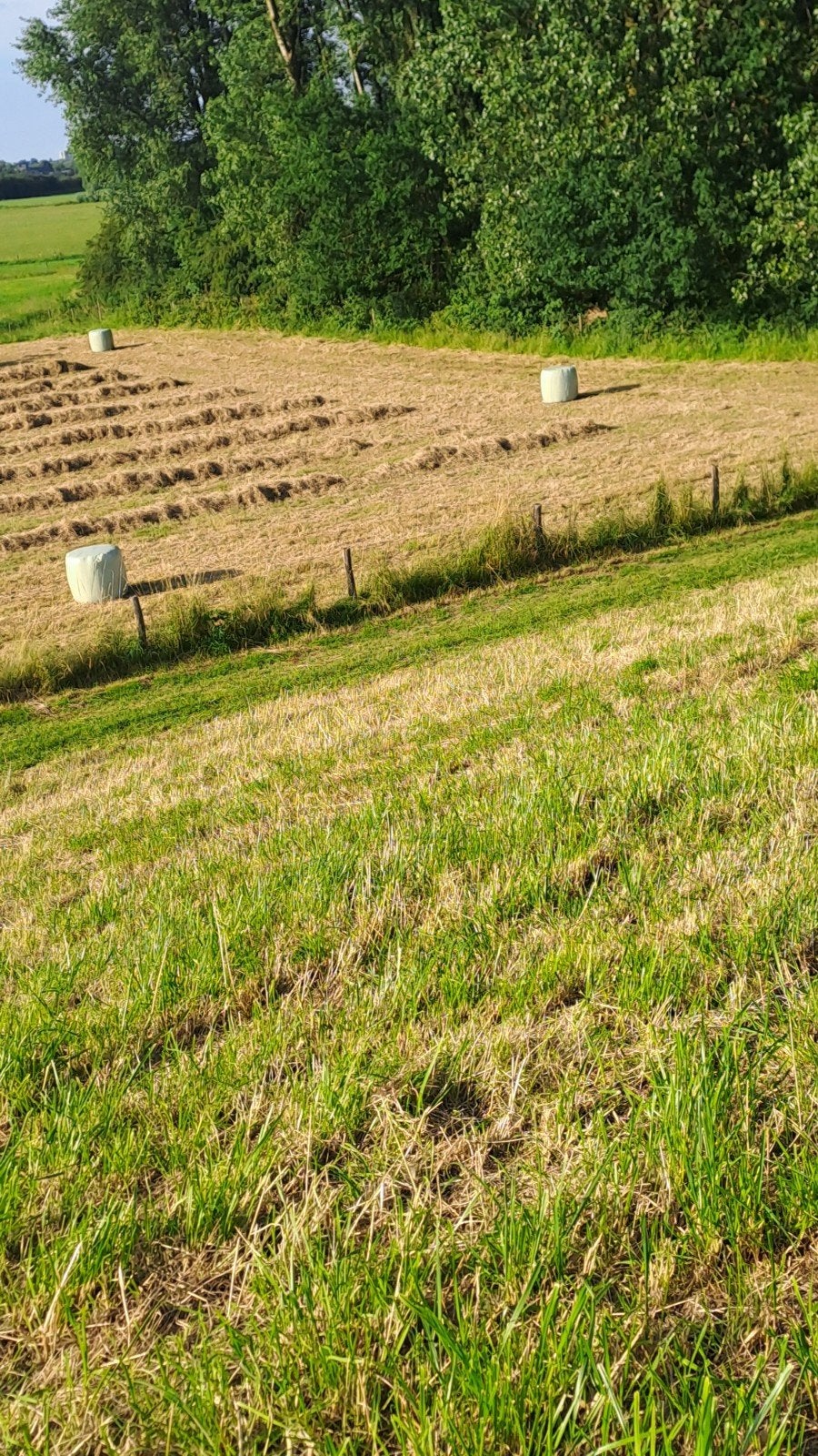 Midibalen hooi, Dieren en Toebehoren, Ophalen, Vee