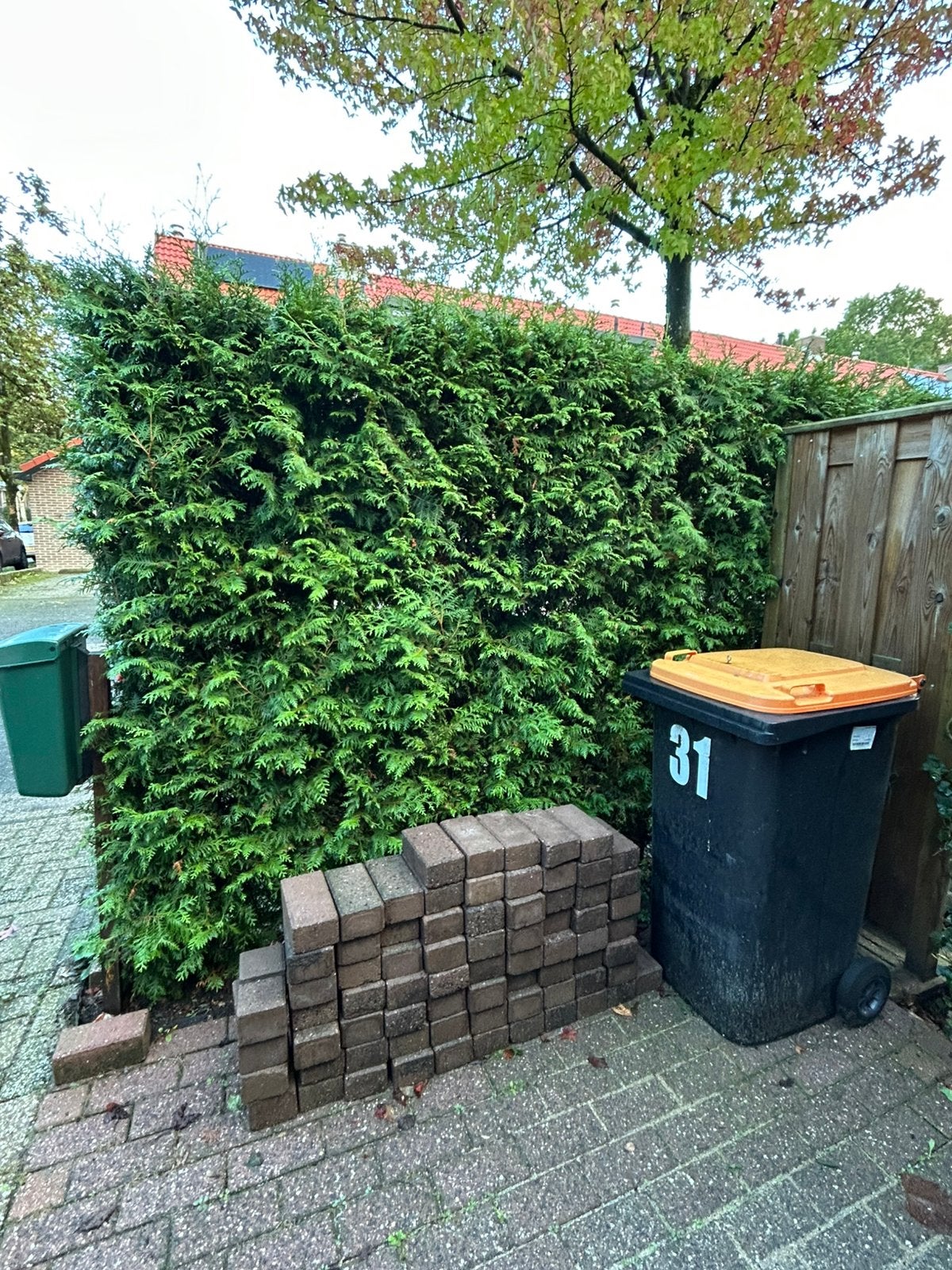 Coniferen, Ophalen, Bloeit niet, Halfschaduw, Overige soorten