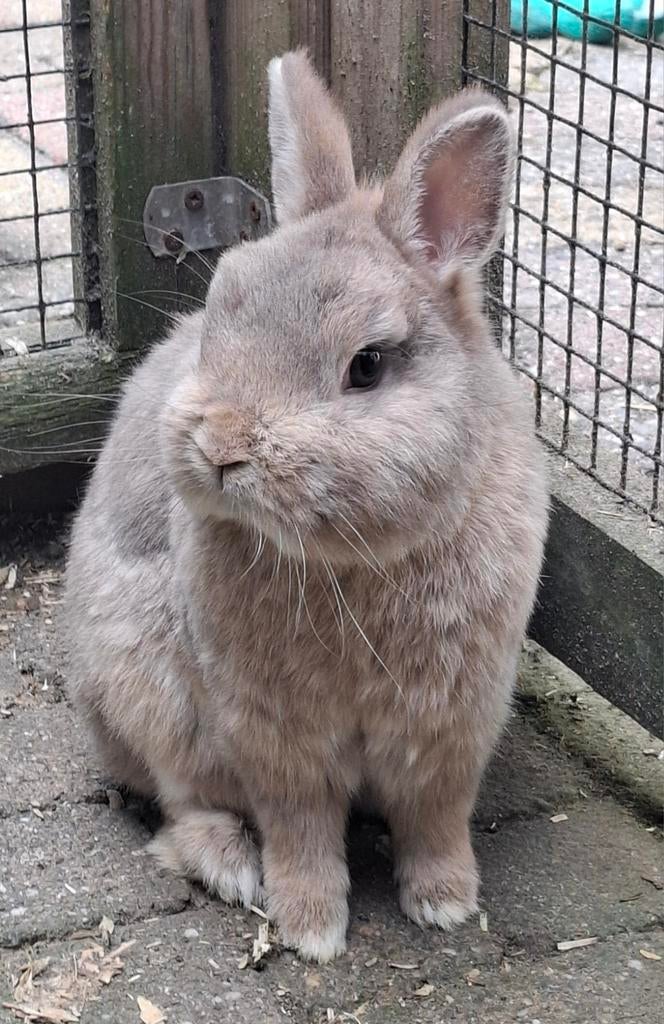 2x dwergkonijntjes, Dieren en Toebehoren, Konijnen, Vrouwelijk, Dwerg