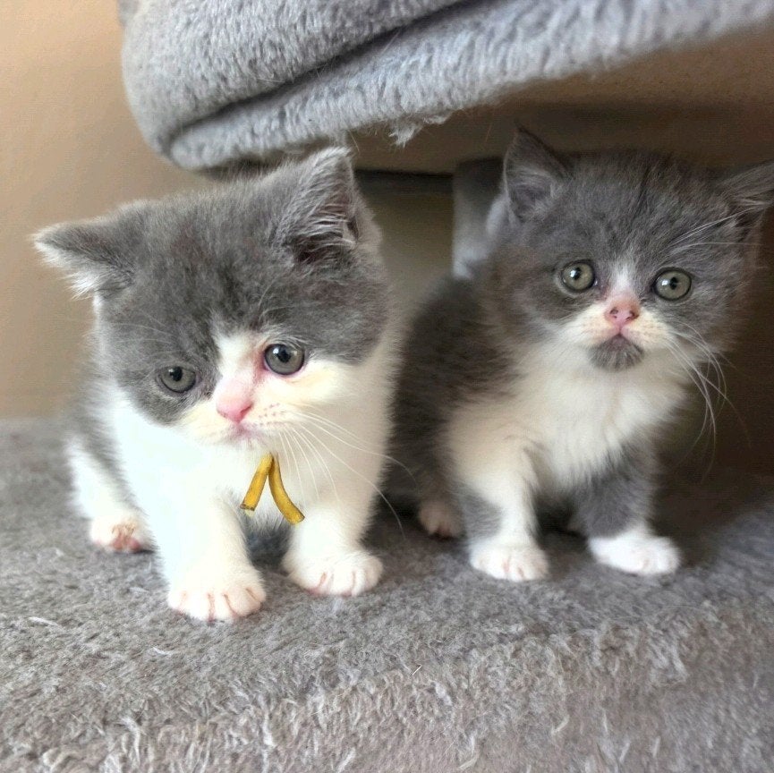 2 kittens Britse korthaar x perzische langhaar, Dieren en Toebehoren, Kater, Gechipt, 0 tot 2 jaar