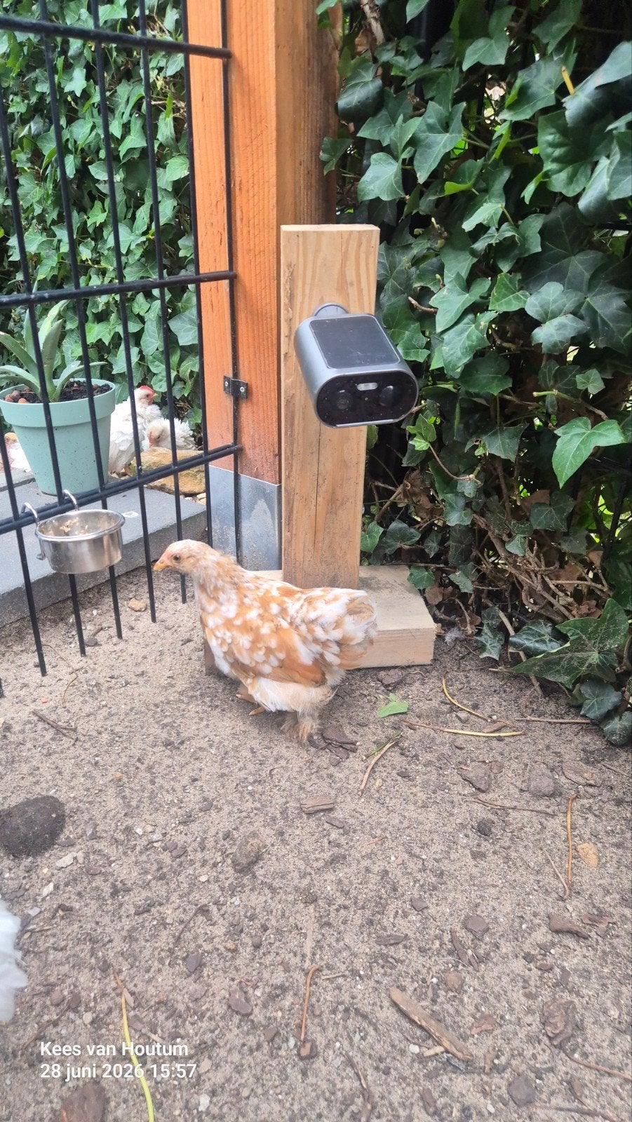 Cochin hen kuiken, Vrouwelijk, Kip