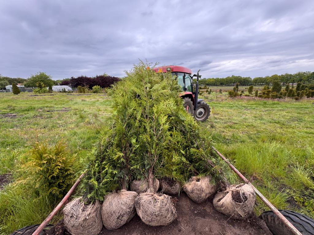 Coniferen 200 cm, veldopruiming, € 9,00, Ophalen, Bloeit niet, Halfschaduw, Overige soorten
