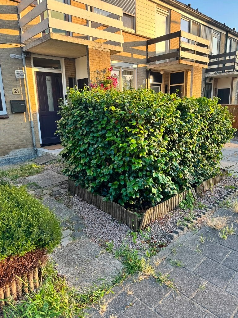4 camelia's (ook wel Japanse roos genoemd}, Ophalen, Overige soorten, Struik, 100 tot 250 cm