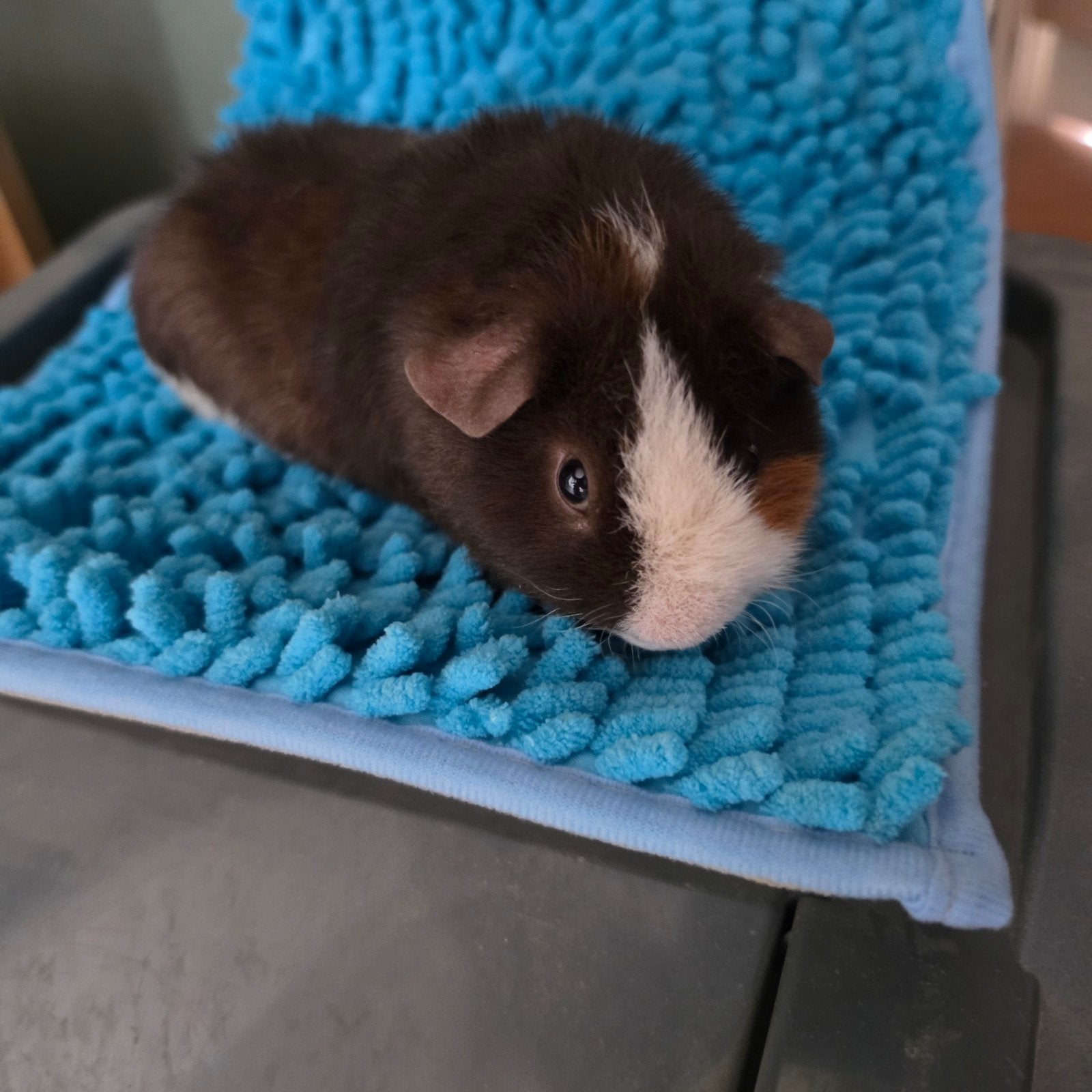 Choco us teddy beer/man, Mei, Mannelijk, Cavia