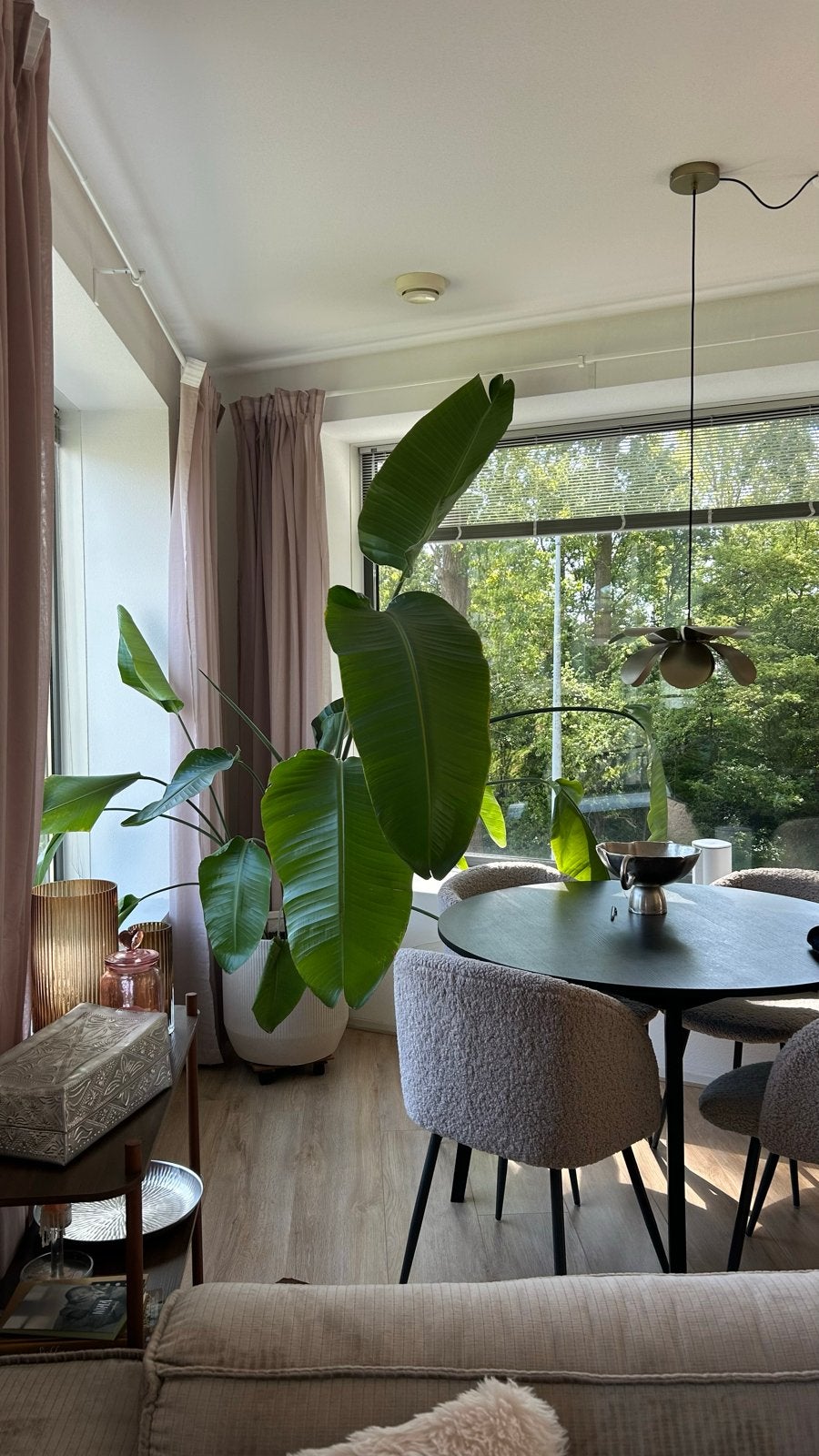 Grote Strelitzia Nicolai (Paradijsvogelplant), Ophalen, 200 cm of meer, Overige soorten, In pot