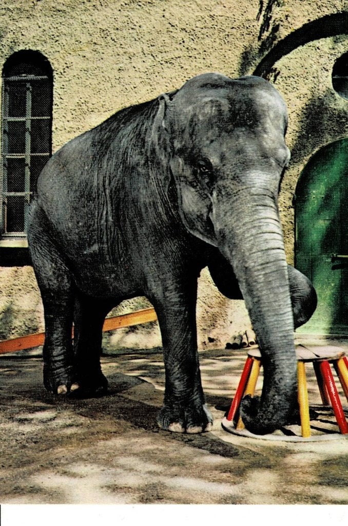 Olifant, Ophalen of Verzenden, 1980 tot heden, Ongelopen, Wild dier
