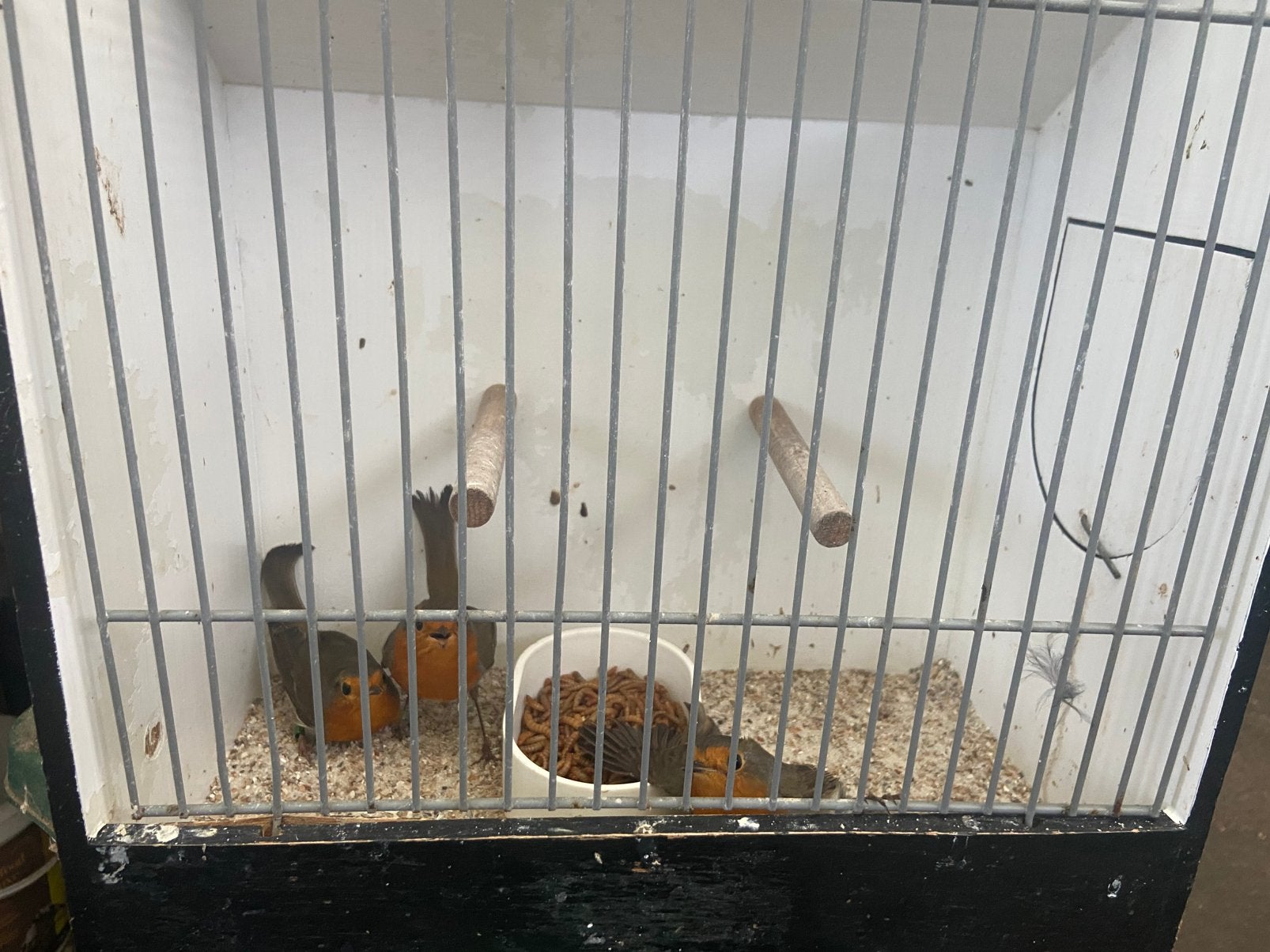 Roodborsten, Meerdere dieren, Wildzangvogel, Geringd