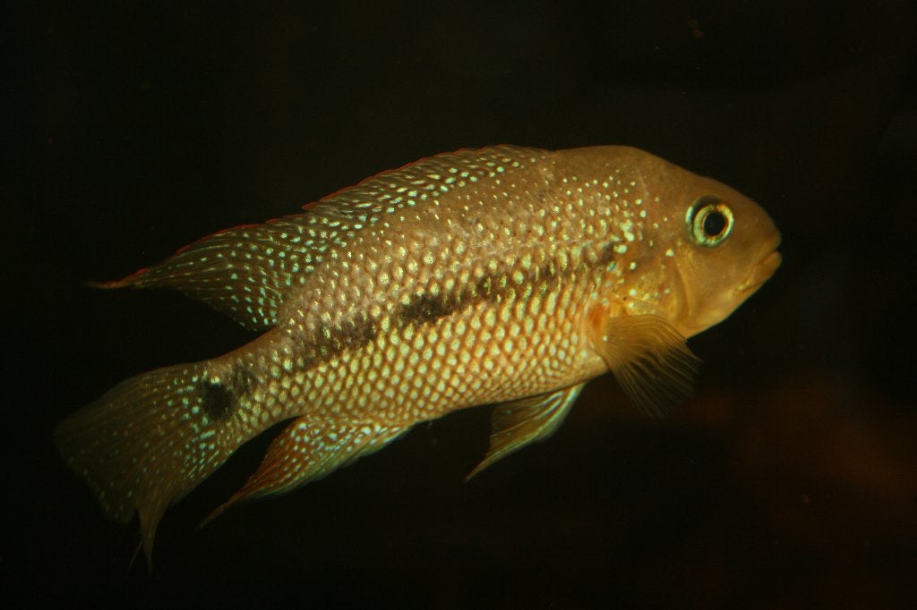 Midden Amerikaanse Cichliden: Amphilophus istlanus, Dieren en Toebehoren, Vissen | Aquariumvissen, Vis, Zoetwatervis