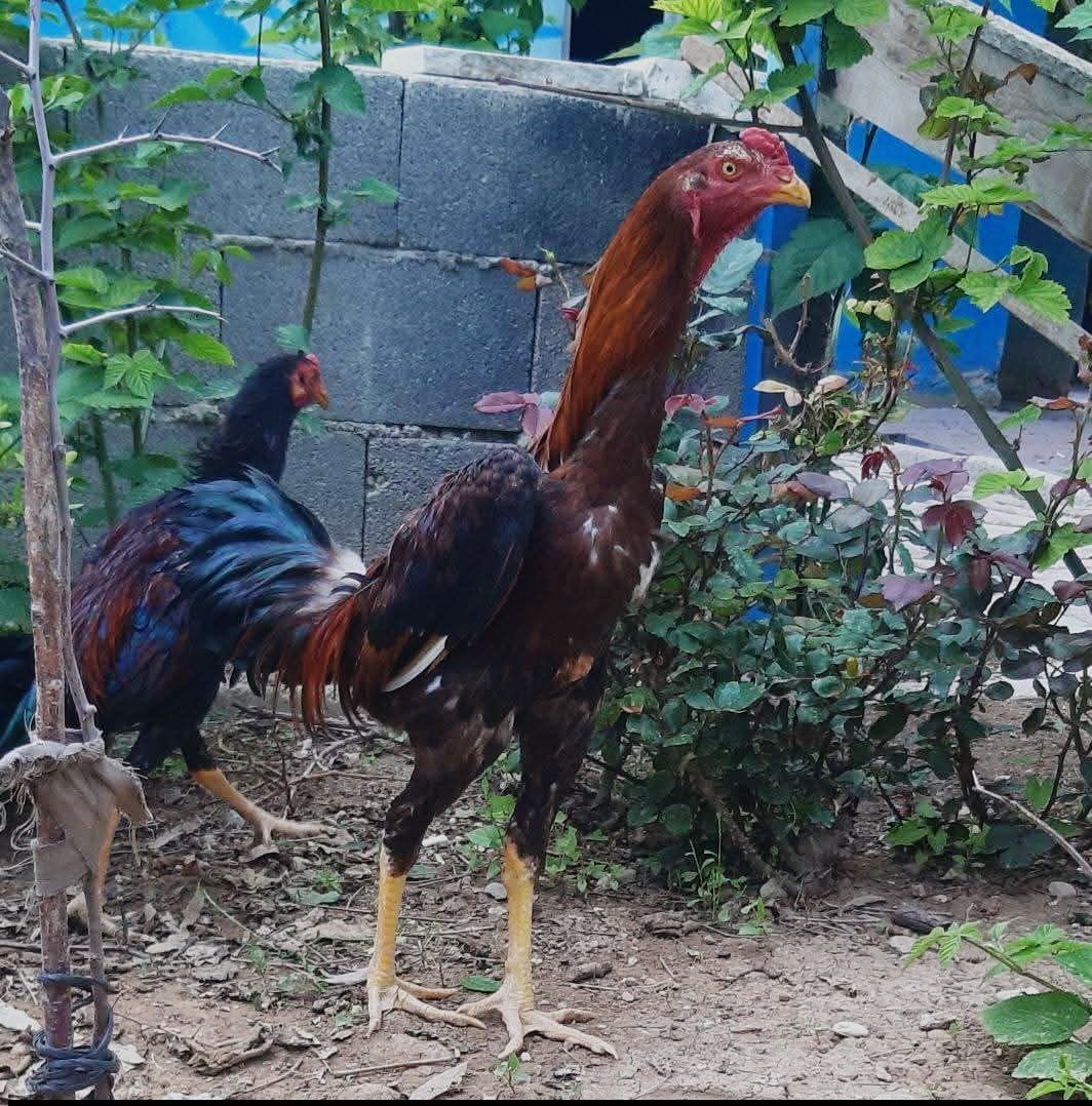 Aseel haan te koop., Dieren en Toebehoren, Mannelijk, Kip