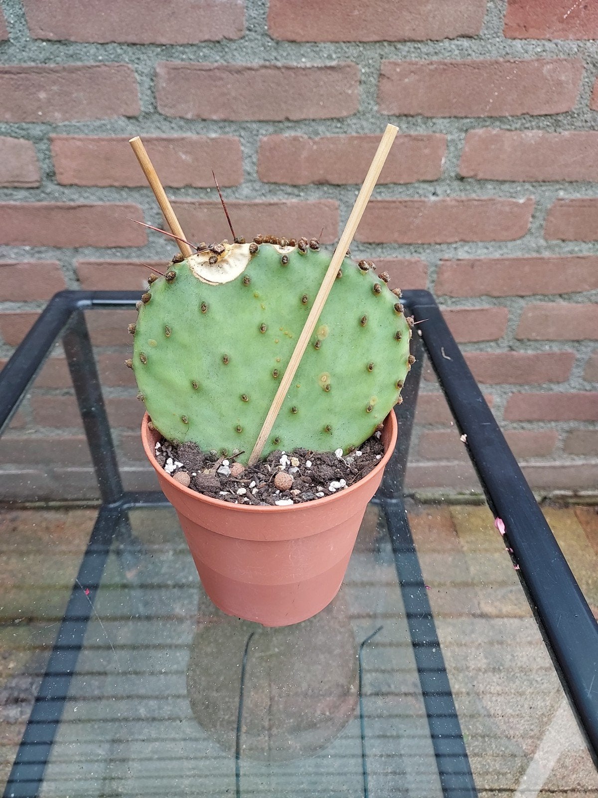 Opuntia Macrocentra, Ophalen of Verzenden, Volle zon, Minder dan 100 cm