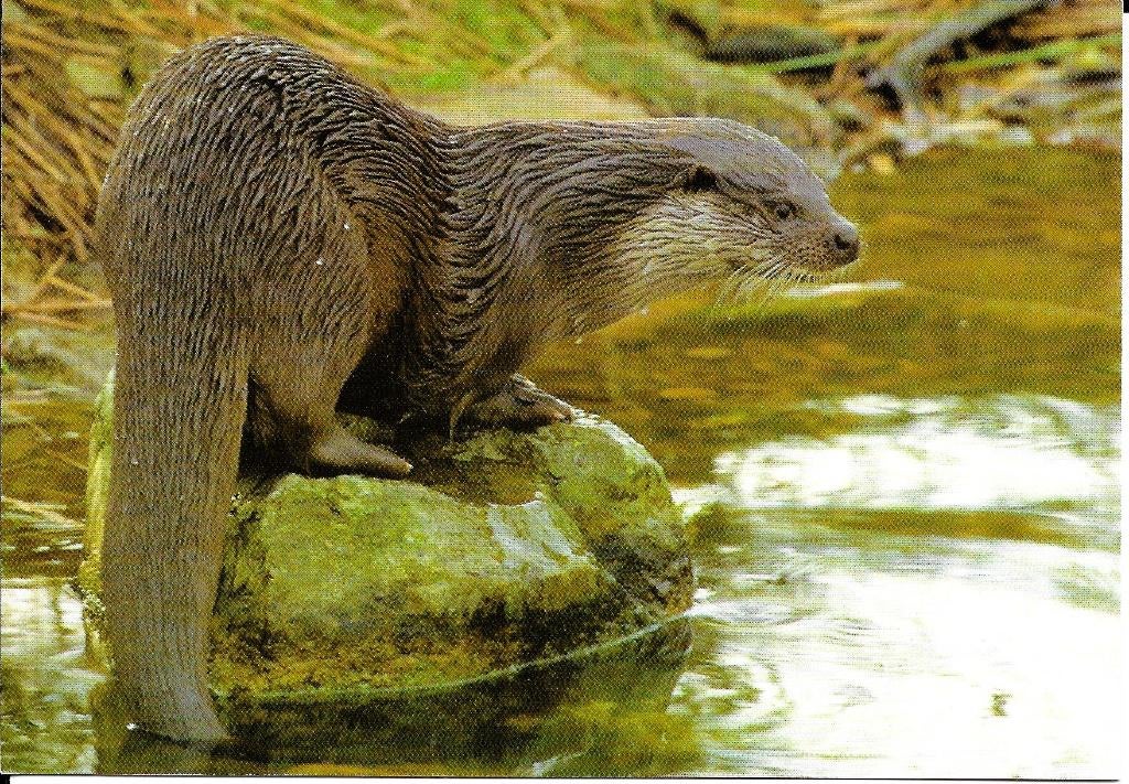 Ansichtkaart	Otter, Verzenden, 1980 tot heden, Ongelopen, Waterdier