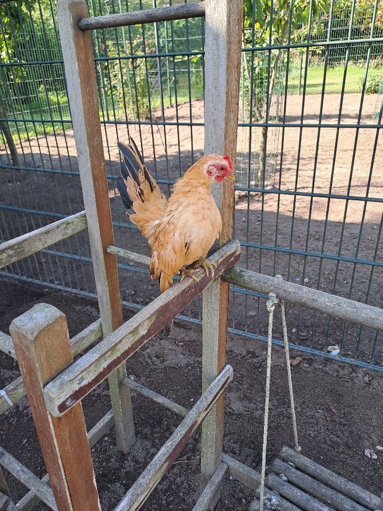 serama kriel haan gratis, Dieren en Toebehoren, Mannelijk, Kip