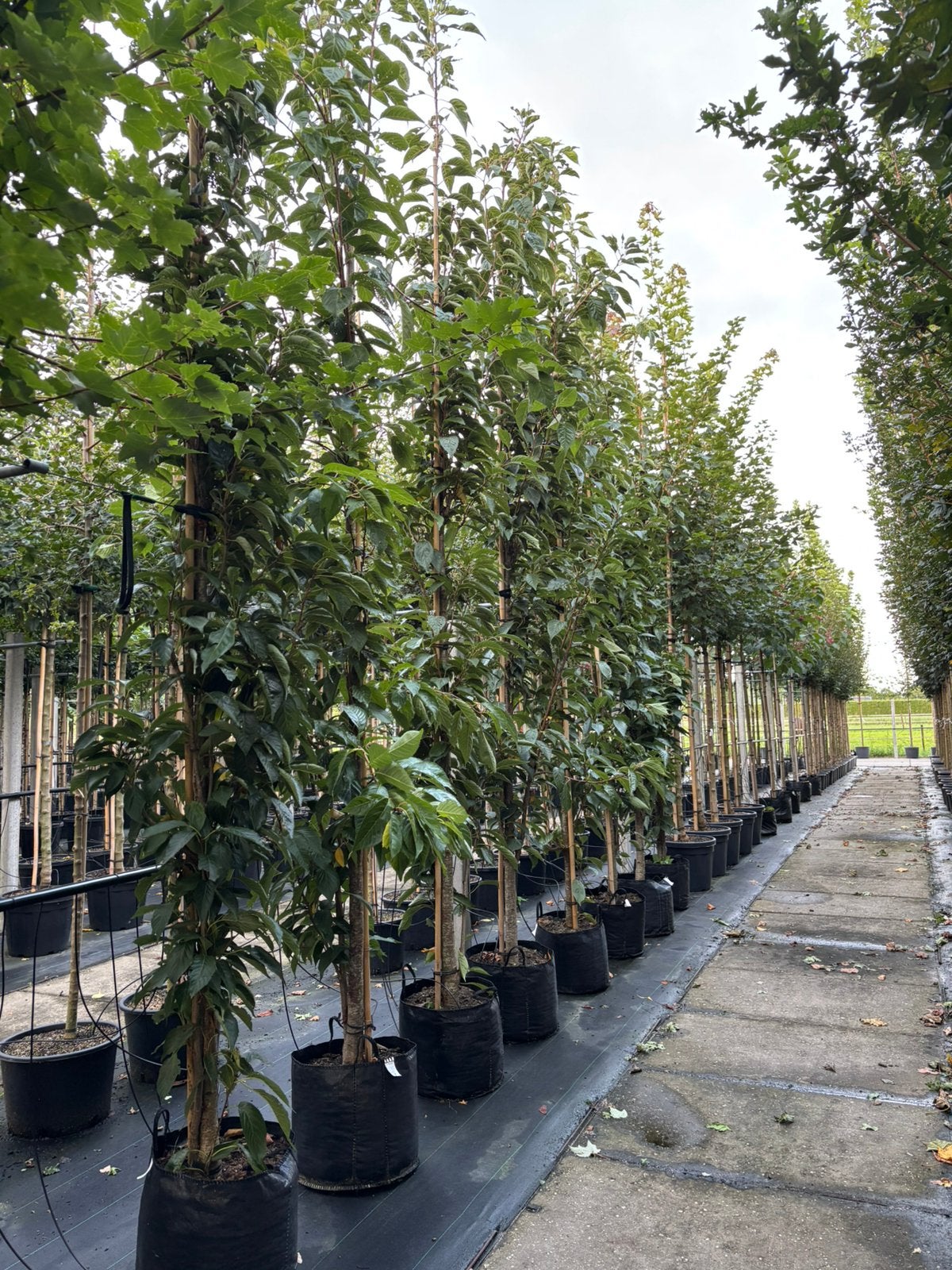 Prunus serrulata ‘Amanogawa’ – Japanse sierkers, Tuin en Terras, In pot, Halfschaduw, Ophalen of Verzenden, Lente